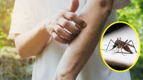 শরীরের কোন সংকেত মশাকে কাছে টানে
