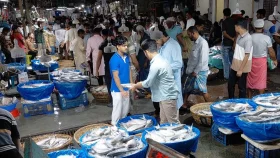 চাঁদপুরে ইলিশের সরবরাহ বেড়েছে, দাম কেমন