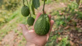 সবুজ সোনার শহর উরুয়াপান