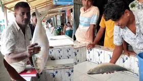 এক ইলিশ ১৫ হাজার টাকায় বিক্রি