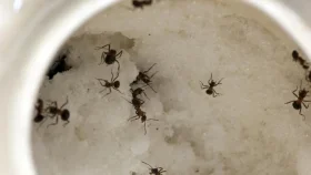 চিনির কৌটার পিঁপড়া তাড়ানোর সহজ উপায়