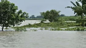 পদ্মার স্রোতে ভাঙছে ঘরবাড়ি-ফসলি জমি, পানিবন্দি ৫০০ পরিবার