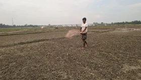সংকট কাটাতে আরও ৫০০ টন সার বরাদ্দ পেলো কুড়িগ্রাম