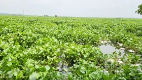 হাজার হাজার হেক্টর কৃষিজমিতে কি এবার চাষ হবে না?