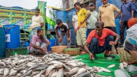 হঠাৎ ভারত থেকে ইলিশ আমদানি কেন বন্ধ করলো বাংলাদেশ?