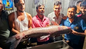 জেলের জালে ধরা পড়লো ২৪ কেজি ওজনের এক মাছ