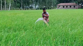 তেলের দাম বাড়ায় জমিতে সেচ দিতে আমাদের খুব কষ্ট হচ্ছে
