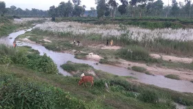 কাশফুলের মিতালি, দেখতে চাইলে ঘুরতে আসুন