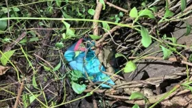 দুই স্থানে ককটেল-পেট্রোল বোমা, দেখা হবে আশপাশের সিসিটিভি ফুটেজ