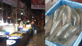 চাঁদপুর-বরিশালের ইলিশের নামে কোথাকার মাছ খাচ্ছেন জানেন?