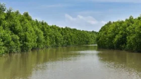 ম্যানগ্রোভের সবুজে ঘেরা চর কুকরি-মুকরি
