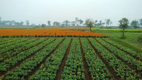 নারায়ণগঞ্জের সাবদি যেন ফুলে আঁকা এক গ্রাম