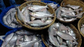 ইলিশের দামে বড় লাফ, কেজিতে বেড়েছে ৩০০ টাকা