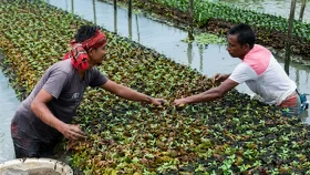 পানির ওপর শস্যক্ষেত: কৃষকদের ‘দুইশো বছরের এতিহ্য’ এখনও বিস্ময়