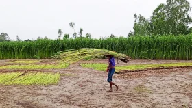 বগুড়ায় হঠাৎ পাটের আবাদ বাড়ছে কেন?