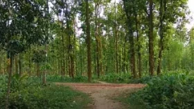 বন বিভাগ থেকে মহাসড়কে চলে এলো ২০ ফুটের অজগর, ধরা পড়লো স্থানীয়দের হাতে