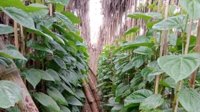 পান চাষিদের জন্য বড় সুখবর
