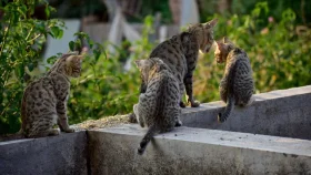 ২৭০০ বিড়াল চুরি করে মাংস বিক্রি, ভিয়েতনামে মূলহোতাসহ চক্রের ১২ সদস্য গ্রেফতার