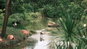 এশিয়ার এই রিভার সাফারি যেন আমাজনের জঙ্গল