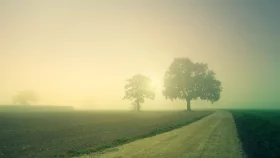 জানেন কী শীতের সকালে কুয়াশা বেশি দেখা যায় কেন?