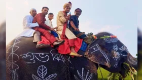 মা-বাবার ইচ্ছা পূরণে হাতির পিঠে বরযাত্রা, নজর কাড়লেন সাকিব