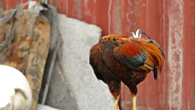 মিরাকল মাইক: মাথাবিহীন যে মোরগ বেঁচেছিল ১৮ মাস
