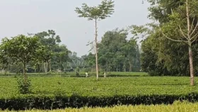 সীমান্তে ১২ জনকে পুশইনের চেষ্টা, বিজিবির বাধায় পিছু হটলো বিএসএফ