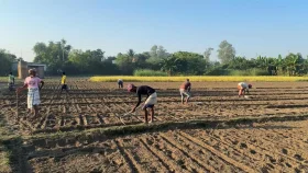আলুতে গতবার লোকসান, এবার আশা নিয়ে আগেভাগেই মাঠে কৃষকরা