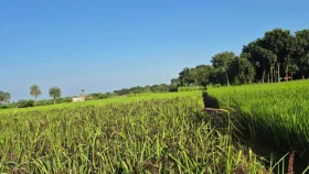 প্রথমবার কালো ধান চাষে চমক, বিঘায় আয় ৭২ হাজার টাকা