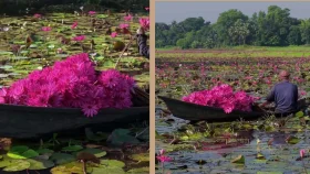 পদ্ম-শাপলার সৌন্দর্যে ভরা গাজীপুরের কাতুরিয়া বিল, যাবেন যেভাবে