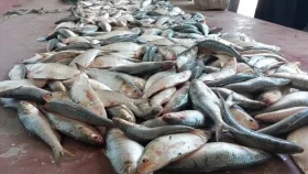 ১১ জেলের কাছ থেকে উদ্ধার ৬০ কেজি ইলিশ এতিমখানায় বিতরণ