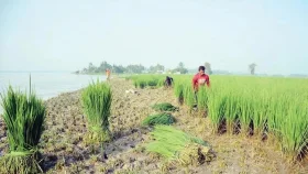 হেমন্তেও তিস্তায় ভাঙন, ধান কেটে গরুকে খাওয়াচ্ছেন কৃষক
