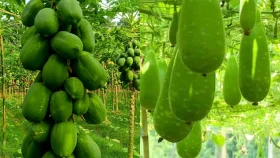 মাঠে পচছে লাউ-পেঁপে, রাজধানীতে চড়া দাম; মুনাফা যাচ্ছে কার পকেটে?