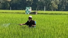 উপকূলে লবণাক্ততায় কমছে ধানের ফলন, সংকটে চিংড়ি চাষও