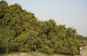 trees
