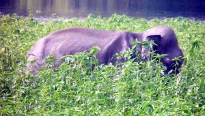 হাতি (ফাইল ফটো)
