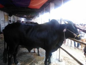 খুলনার হাটে ওঠা গরু