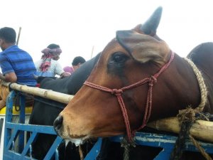 কোরবানির পশুর চোখে জল