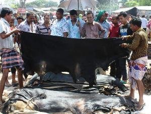 চামড়ার দাম নিয়ে হতাশ যশোরের ব্যবসায়ীরা