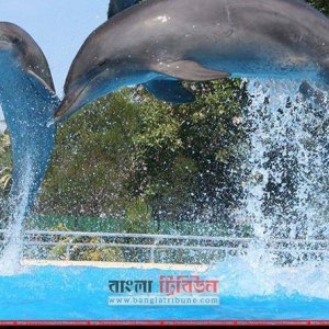 শুকাচ্ছে নদী, বাড়ছে দূষণ: বাংলাদেশে বিলুপ্তির পথে ডলফিন