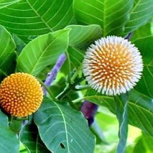 ‘বরষার প্রথম দিনে...’