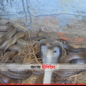 সব উপজেলায় সাপের কামড়ের অ্যান্টিভেনম পাঠানোর নির্দেশ