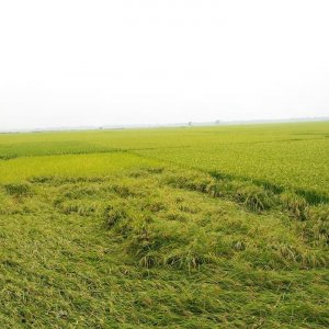 সুনামগঞ্জে ক্ষেতের ধান ৮০ ভাগ পাকলে কেটে ফেলতে বলছে পাউবো