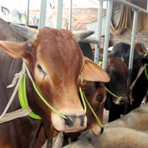 রাজধানীতে ‘কসাইয়ের রেট’ নিয়ে ভোগান্তি, নির্ধারণ করবে কে