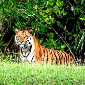 Tiger crossing from India injures three in Lalmonirhat's Hatibandha, hiding in farmland