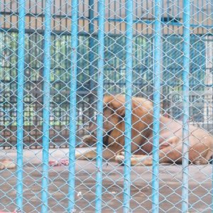 চিড়িয়াখানার সিংহটিকে খাঁচায় ঢোকানো হচ্ছে