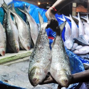 বঙ্গোপসাগরে মাছ ধরায় ৫৮ দিনের নিষেধাজ্ঞা