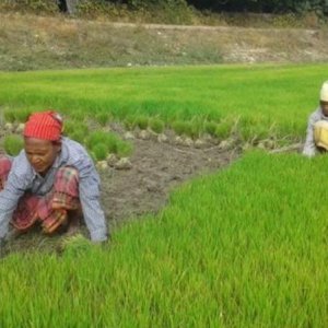 পানি নামলেই কৃষকের হাতে ধানের চারা দেবে সরকার: কৃষিমন্ত্রী