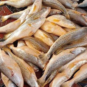 মাছে রং দিয়ে বিক্রি, ২ ব্যবসায়ীকে জরিমানা