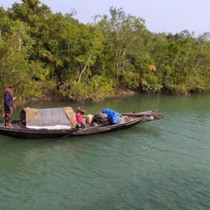 ‘দস্যুমুক্ত’ সুন্দরবনে ফিরছে পুরোনো ভয়, আতঙ্কে বনজীবীরা
